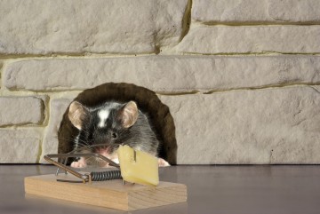 Using the Power of Fright To Rid Your Home of Rats