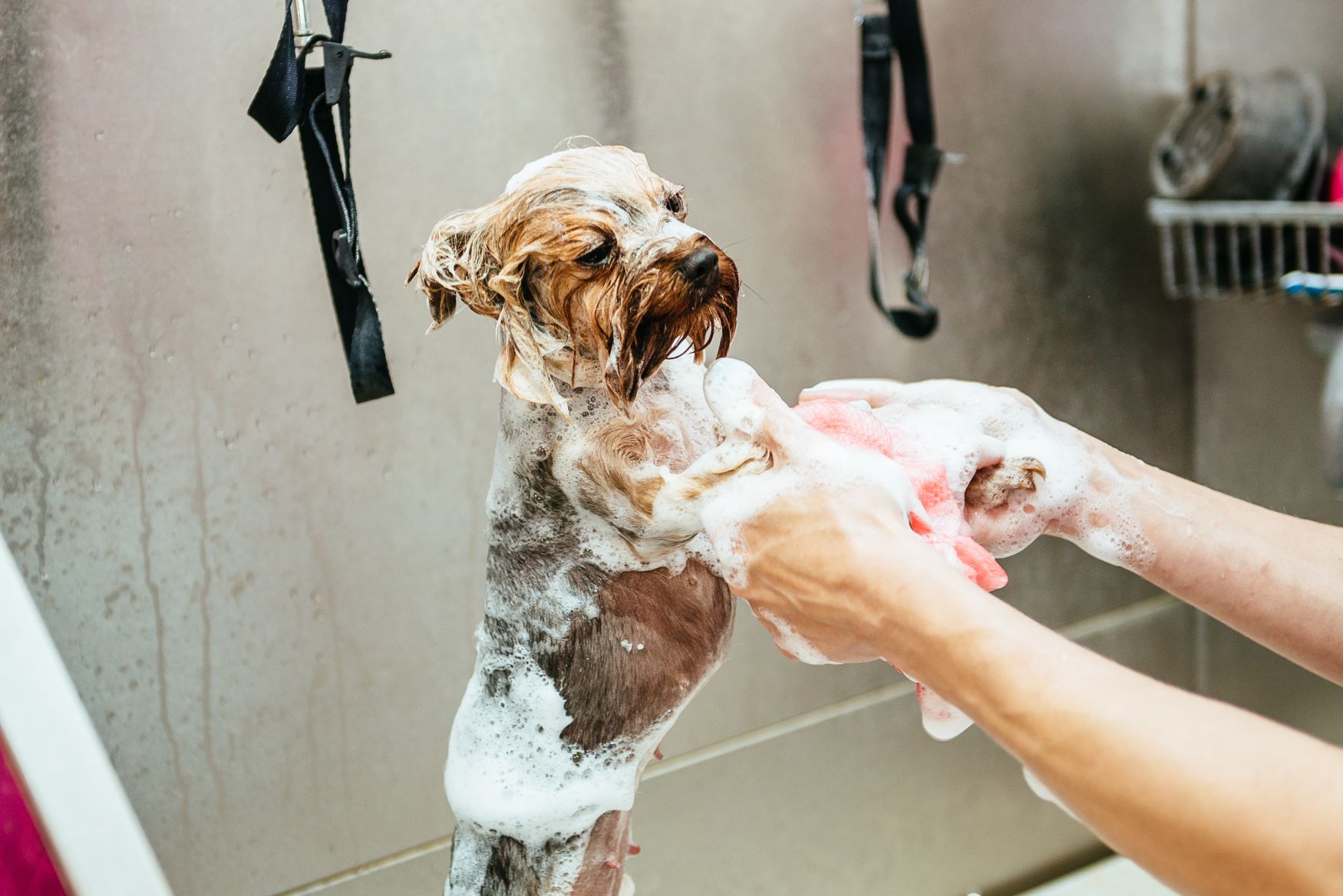 The Advantages of Hiring for the Best Pet Grooming Melbourne, VIC, Offers