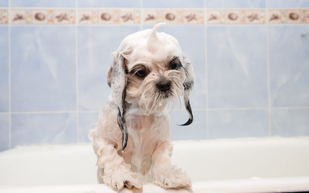 Premier Pet Grooming Services in Melbourne, VIC