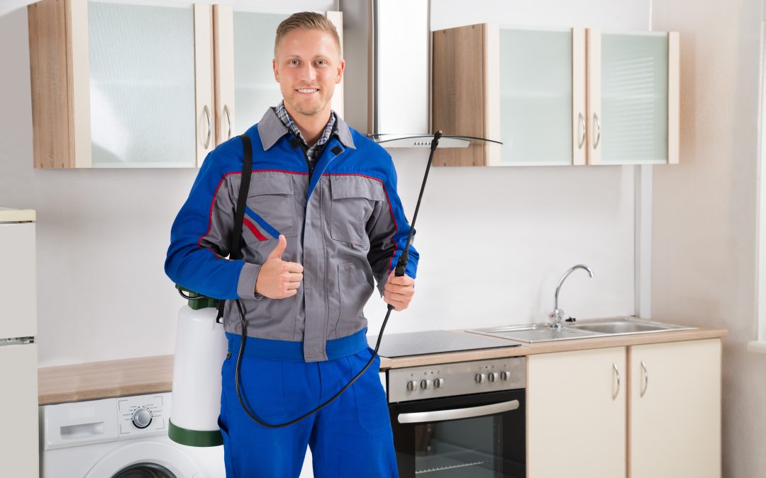 Prevent Costly Damage With Reliable Pest Control Services Penrith NSW Solutions