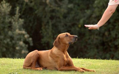 Transform Your Dog’s Behaviour Through Dog Training Classes Broadford VIC Offers