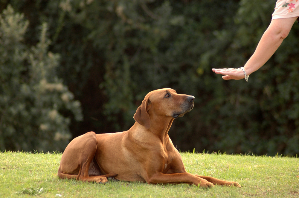 Transform Your Dog’s Behaviour Through Dog Training Classes Broadford VIC Offers