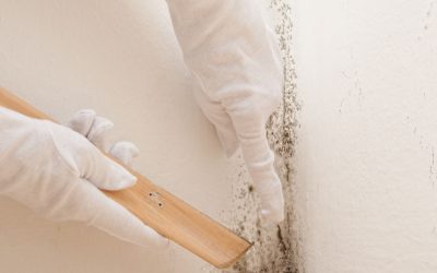 Prevent Damp and Allergies by Choosing Mould Cleaning Queenscliff for Your Property