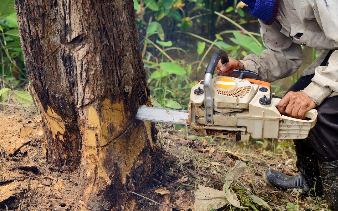 The Health Benefits of Professional Tree Trimming Gold Coast QLD Homeowners Should Know