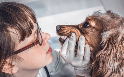 How Pet Dentistry Services in Melton Help Prevent Painful Dental Issues in Pets