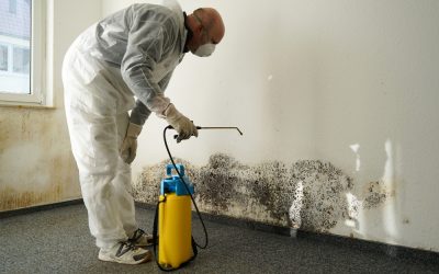 Protect Your Family with Effective Mould Removal Darwin Solutions for Tropical Homes