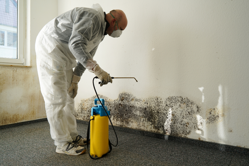 Protect Your Family with Effective Mould Removal Darwin Solutions for Tropical Homes